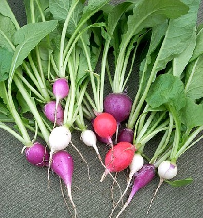 Various Radishes